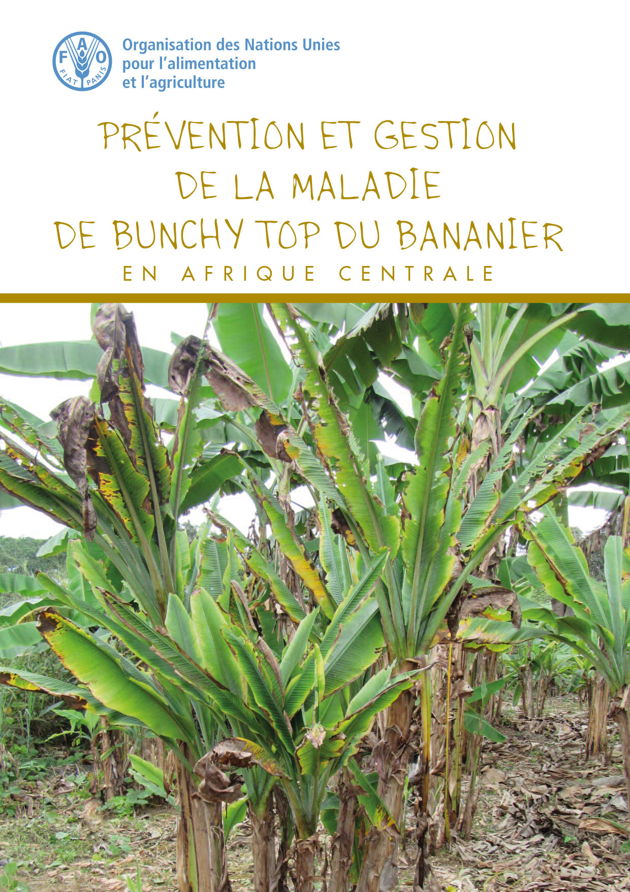 Prevention and Management of Banana Bunchy Top Disease in Central Africa